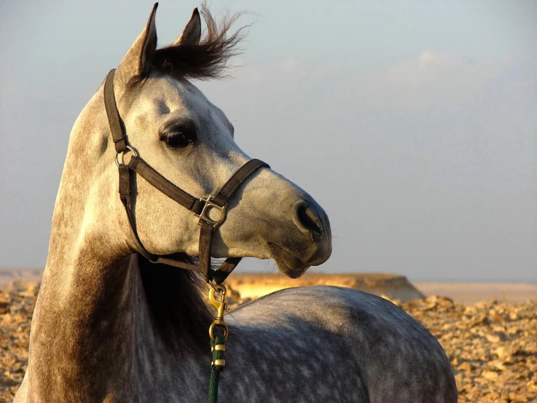 Jak wygląda koń arabski? Odkryj jego niezwykłe cechy i piękno