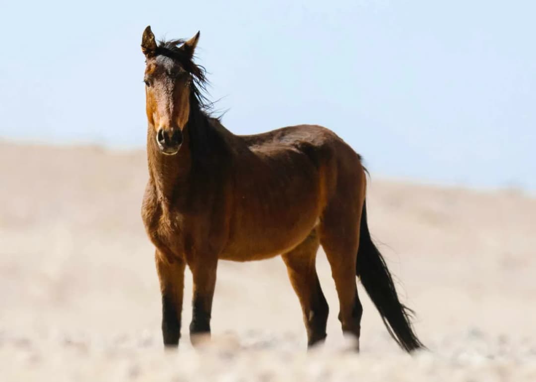 Jak długo żyje koń? Odkryj czynniki wpływające na długość życia