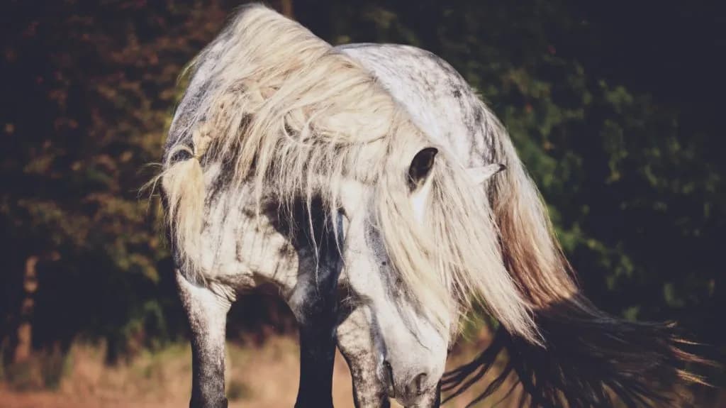 Stadnina koni Łomianki - nauka jazdy konnej i wyjątkowe wydarzenia Stadnina koni Łomianki - nauka jazdy konnej i wyjątkowe wydarzenia