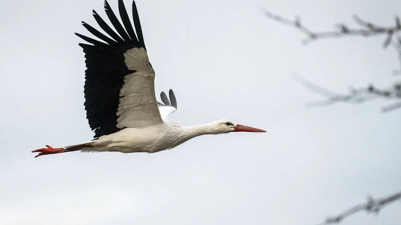 Jak długo bocian leci do Afryki? Zaskakujące fakty o migracji