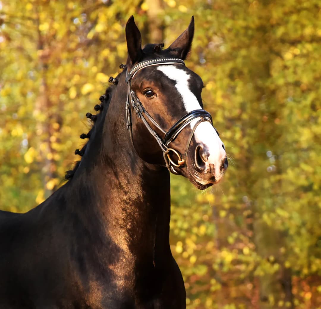 Stado Ogierów w Łącku - historia, atrakcje i informacje dla odwiedzających