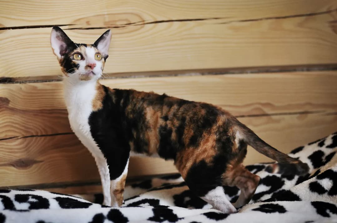 Gdzie znaleźć devon rex w Szczecinie? Rekomendacje hodowli i adopcji